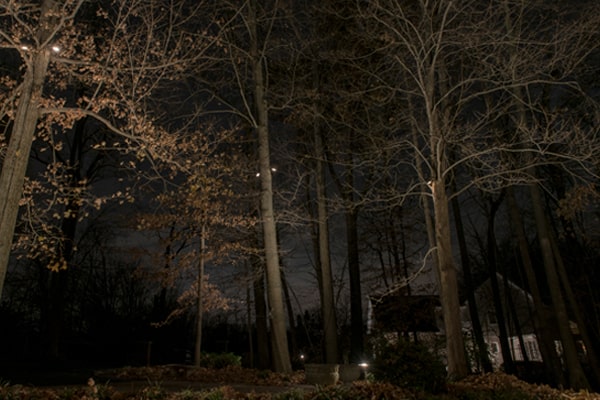 VOLT® Downlights within the trees