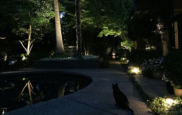 Illuminated Backyard Patio