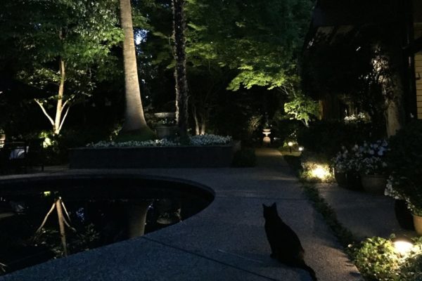 Illuminated Backyard Patio