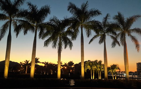 Illuminated Palm Trees