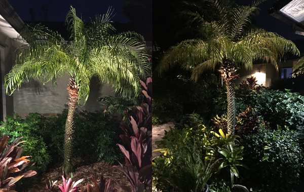 Spotlights illuminating palm trees