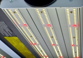 VL-1 Grow Light LEDs